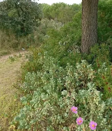 Maison Cosy Calme Jardin Privatif 10mn De La Hébergement de vacances Frontignan