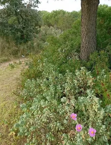 Maison Cosy Calme Jardin Privatif 10mn De La Tatil Evi Frontignan
